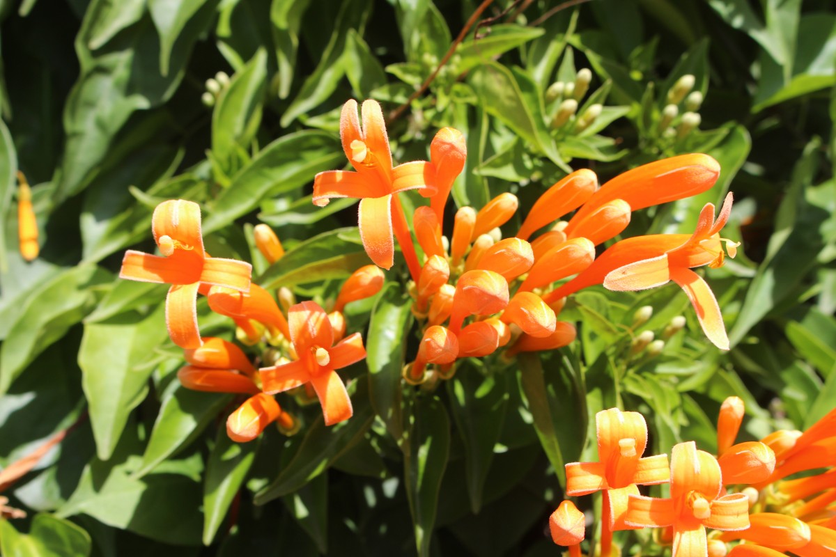 Pyrostegia venusta (Ker Gawl.) Miers